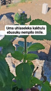 2.1K views · 32 reactions | Awulali ebusku uyaqwasha impilo imile‼️‼️‼️‼️ #reelsviral #fpyシ #fyp #trendingreel #testimony #viral #fypchallenge | KwaMaqethuka Silungile | Facebook