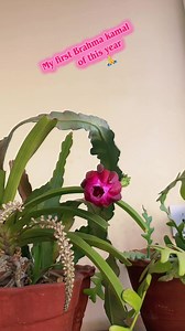 My first Brahma Kamal of 2k83 — blessing and first bloom