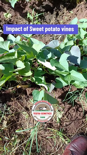 Maximize Farming Profits with Sweet Potato Vines