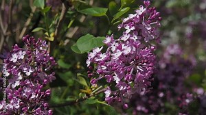 Close-ups and general plans of a green lilac tree with lilac flowers in the flowering period against the blue sky in spring.