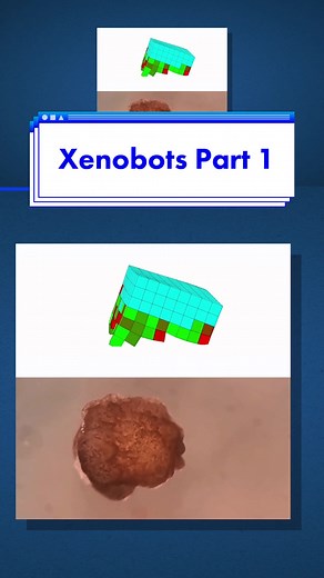 Xenobots Reproduction Study: The Science Behind Xenobots (Part 1)
