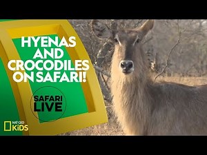 Hyenas and Crocodiles on Safari! | Safari Live