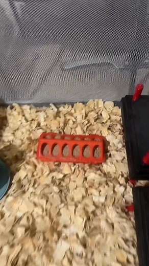 Setting brooder back up after 🧽 | Maple Leaf Homestead