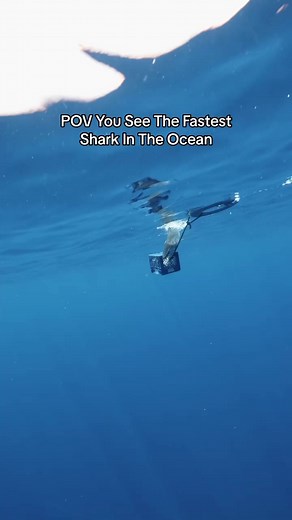 1.1M views · 7.3K reactions | Mako Shark Bites My Fins! #shark #mako #sharkbite #sharkattack #sharkdiving #thalassophobia | Andriana Marie | Facebook