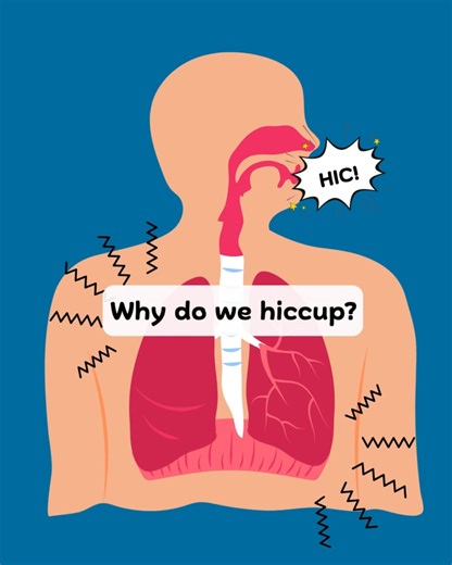 3.9K views | Hiccups happen when a large, dome-shaped muscle called...