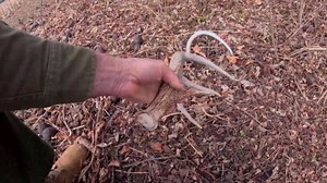 They searched a 'hunted-out' field - then a silver 1861 coin appeared