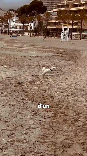 Le Maltipoo — ce croisement entre Caniche et Bichon Maltais — est devenu une star sur les réseaux. Petit, fluffy, adorable… mais est-ce vraiment un bon choix ? 🐶 Derrière ce look d’ange se cache un chien ultra collant, hypersensible, parfois difficile à toiletter, et qui peut aboyer sans arrêt. Dans cette vidéo, on t’explique pourquoi certains craquent… puis regrettent. ⚠️ Le Maltipoo n’est pas aussi facile qu’il en a l’air. Mieux vaut le savoir avant de l’adopter. | Monchienheureux