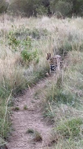 Benson Njapit | Beautiful rare cats of the mara.... | Instagram