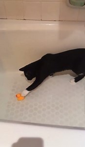 #SFSPCAalumni update on L'il Syl, adopted in May and named in honor of her predecessor. Her pawrent says they are "totally smitten with this adorable little kitten. Smart, curious, adventurous and playful, she is pure joy in a fur coat with a paintbrush tail." ✨ We're so happy you found each other! 😍🐾 | The San Francisco SPCA