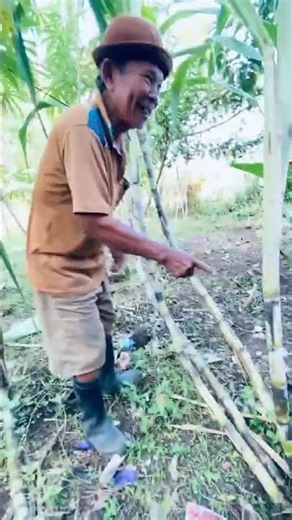 father has a sugarcane stalk #mbahbugel #freshfun #entertainment #snacks #viral