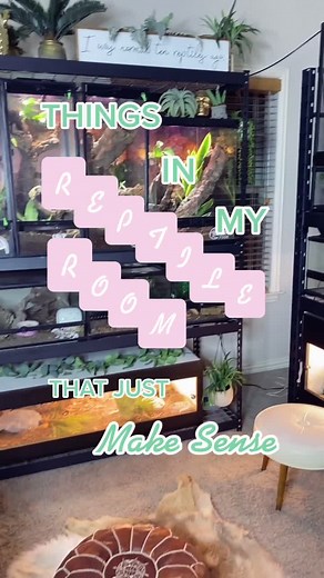 Soul Sucker Ball Python Reptile Room Tour