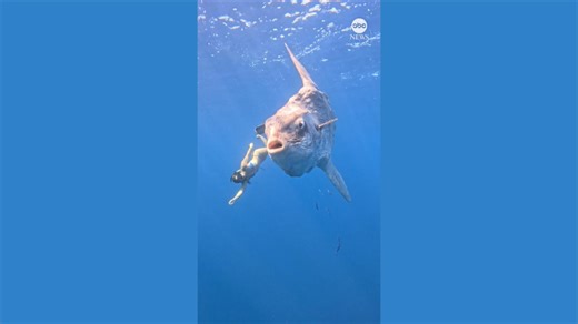 Diver has close encounter with huge sunfish
