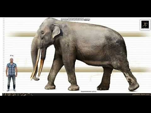 Stegotetrabelodon Sounds