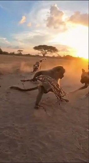 Baboon Fights Off an Entire Wild Dog Pack at Sunset 😱🔥