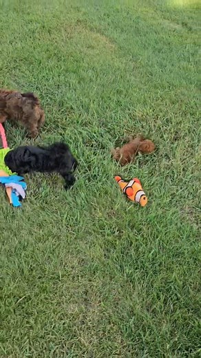 PuppySpot on Instagram: "This video is a couple of weeks old, but we still have one special Whoodle pup available from this litter! 🖤 Meet Wuffi — the playful, social little guy with a stunning black coat. While both mom and dad have red tones, Wuffi decided to stand out from the pack and do his own thing 😎 He’s full of personality and still looking for his forever family. What would you name him if he was part of your family? Our team picked Onyx, Midnight, or Panther! #whoodlepuppies #whoodl