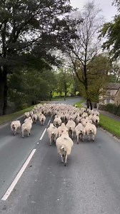 1.3K views · 140 reactions | As we reach the last day of #WoolMonth...