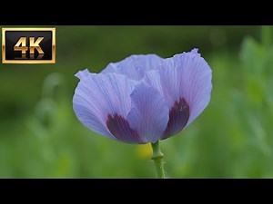 Cinematic Nature Close-Up in 4K | Relaxing Macro Footage — Serenity Series #05