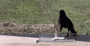 Did that crow just figure out how to get food out of that tube? Yeah, it did! In this #STEMEd activity, get students to design a puzzle that will test their favorite animal's problem-solving skills. https://www.sciencefriday.com/educational-resources/animal-intelligence-crows/ | Science Friday