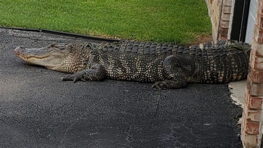 LOOK: Southeast Side family wake up to giant alligator in driveway