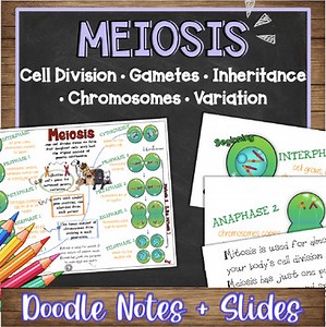 Meiosis Doodle Notes & Quiz   PowerPoint | Cell Division & Genetic Variation