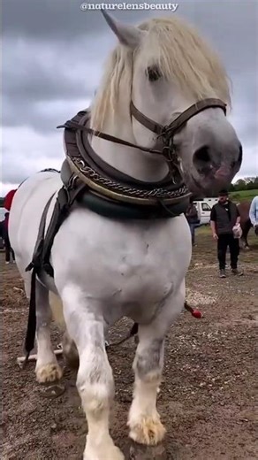 Scary Reason Behind Horse Foam! #shorts