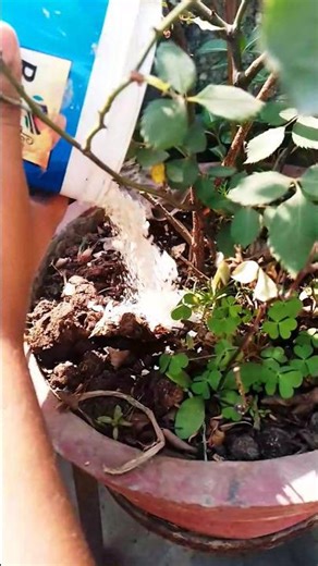 egg shell fertiliser for rose plant