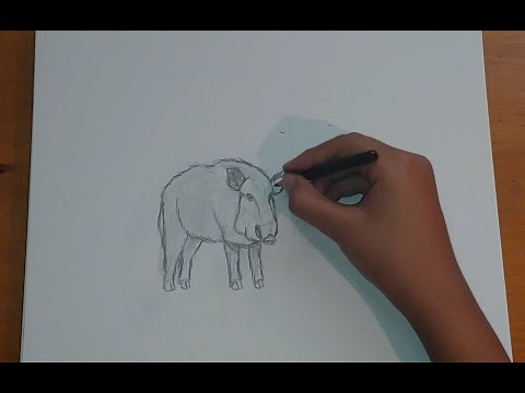 Como dibujar un jabali--How to draw a wild pig
