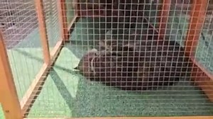 ZephyPaws 61‘’ Large Wooden Chicken Coop for Small Animals, 2 Layer Guinea Pig Hen House for Outdoor Backyard Garden, Bunny Rabbit Hutch with Ventilation Door,Removable Tray & Ramp Poultry Cage