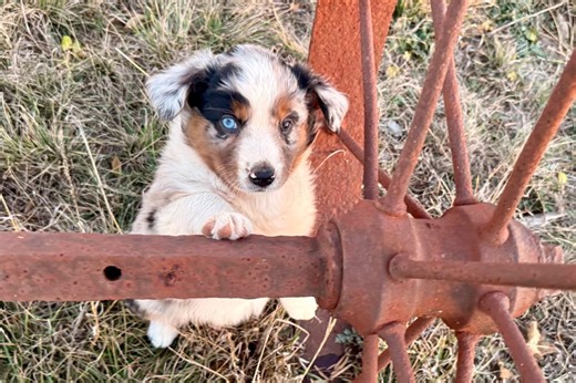 Michael - Australian Shepherd Puppy 3C0B9E