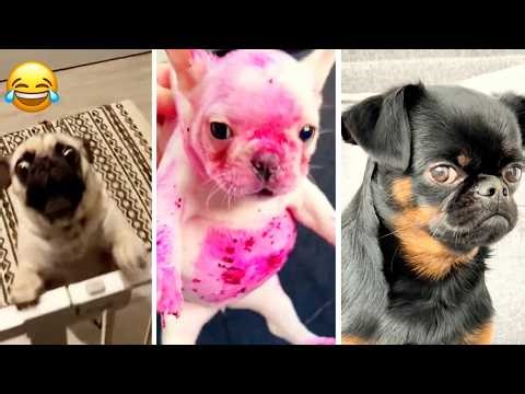 Try Not to Laugh: Dumb Dogs Doing Smart Things 😂