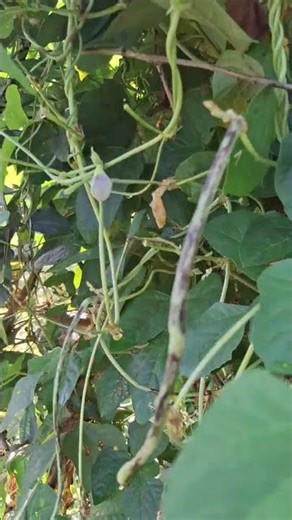 harvesting string beans #shorts