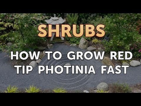 How to Grow Red Tip Photinia Fast