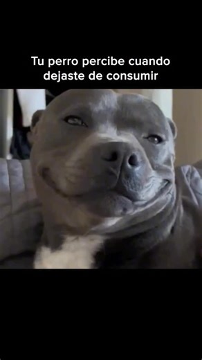 Elías Martinez - Consultor en Adicciones on Instagram: "🐕 Los animales no entienden de discursos ni promesas, pero sienten la energía. Tu perro nota cuando ya no estás nervioso, cuando tu cuerpo está más presente, cuando tu mirada no va acelerada. Nota que vuelves a casa de verdad. Que acaricias sin prisa. Que duermes distinto. No te juzga por el pasado. Solo responde a quién eres ahora. Y a veces, ese reflejo silencioso confirma antes que nadie que algo en ti ha cambiado para bien. Si q