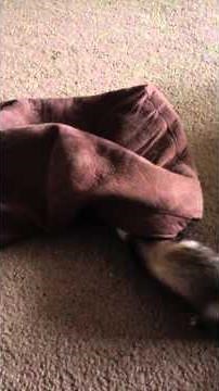 Ferrets playing, dooking, screeching
