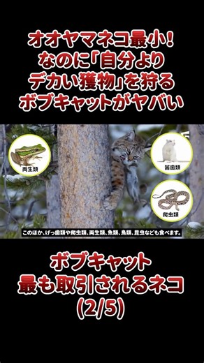 The lynx is the smallest! But the bobcat hunts prey bigger than itself, which is insane.