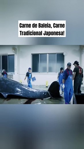 Carne de baleia, alimento tradicional no Japão #reelsviral #fypシ゚viral #fypシ゚ #fyp #reels #fã #viral #viralizar #famosos #short | É Fato