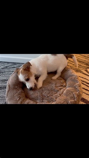 What a juicy new bone 🐶🩷 How cute can puppy be? Just watching this relief’s stress 100% 🩷