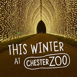 982 reactions · 211 shares | This winter, see Chester Zoo come to life at night for Lanterns and Light, a spectacular new light trail through the zoo ✨ | Chester Zoo | Facebook