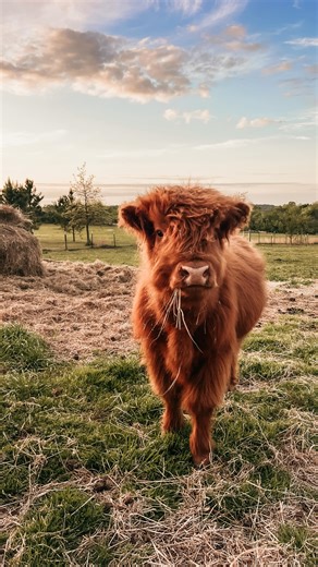 Madison Vining | homestead. home birth. homeschool. | They had a cat as a profile pic and pronouns in the bio. It wasn’t worth it. | Instagram