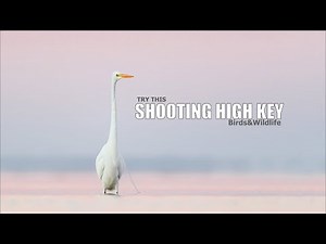 High-Key Bird Photography: How to Create the Bright, Clean Look Without Clouds