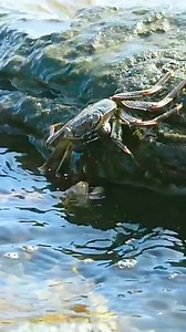 31K views · 75 reactions | Moray Eel | Eating Sounds | Facebook