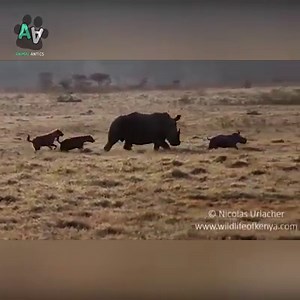 2M views · 17K reactions | Mothers will do anything to protect their babies ❤️ | Animal Antics | Facebook