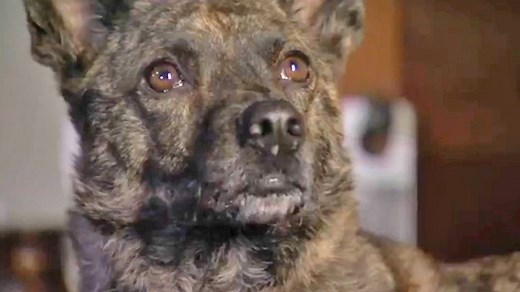 Un chien à la Maison Blanche