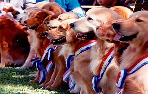 Golden Retriever Rescue Program