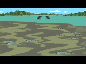 Family Guy - The Black Dolphins