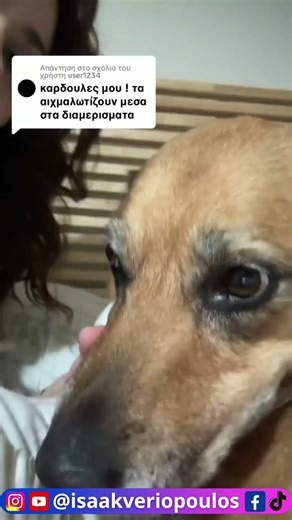Αυτό το σκυλί είναι ευτυχισμένο τέλος συζήτησης #voiceover #fun #animal #pet #dog #isaakveriopoulos