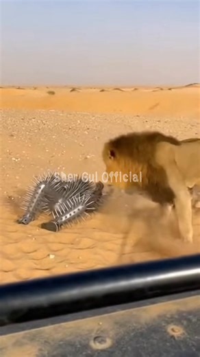 What happens when a man covered in razor-sharp metal spikes walks straight into a tiger encounter? 🐯⚔️ This AI-generated scene is filmed from a cinematic, observer-style viewpoint, capturing a chrome-armored “Spiked Man” standing his ground as tigers surround him. The tension rises fast as the tigers charge from multiple directions, dust explodes into the air, and the moment turns into a brutal, unexpected showdown. This video is completely fictional and created using AI strictly for entertainm