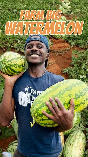 How to farm big marketable watermelons | Farm With Fred