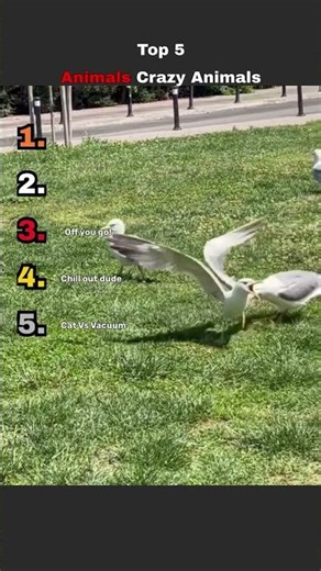 Try Not To Laugh 😂 Crazy Funny Animal Moments That Will Make Your Day!