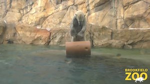 349K views · 3.9K reactions | Just keep swimming, Hope! Our female polar bear recently engaged in some play with a large, log-shaped piece of enrichment, which she quickly brought into the water. Polar bears are excellent swimmers, and can reach swimming speeds of about 6 miles per hour. Watch Hope as she gets a water workout! #internationalpolarbearday #polarbear #brookfieldzoo | Brookfield Zoo Chicago | Facebook